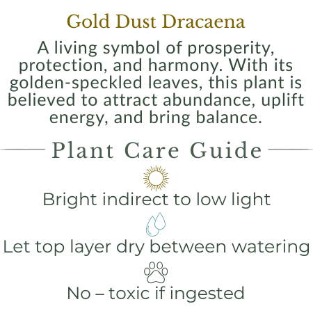 Gold Dust Dracaena