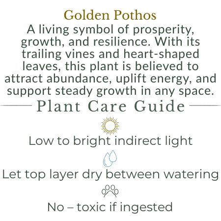 Golden Pothos
