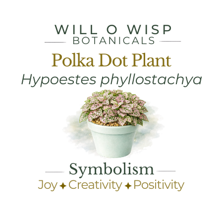 Polka Dot Plant