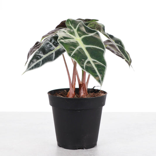Alocasia Polly
