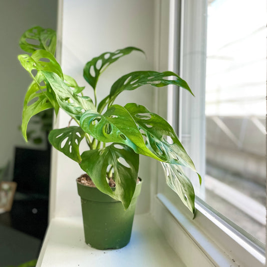 Swiss Cheese Plant, Monstera Adansonii