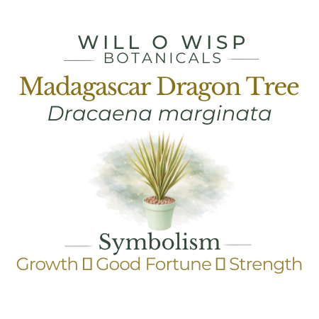 Madagascar Dragon Tree