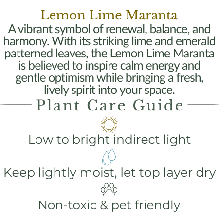 Lemon Lime Maranta