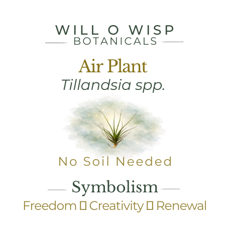 Air Plant
