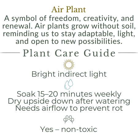 Air Plant