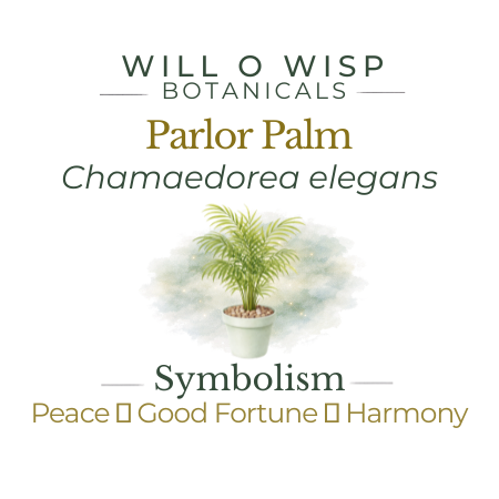 Parlor Palm