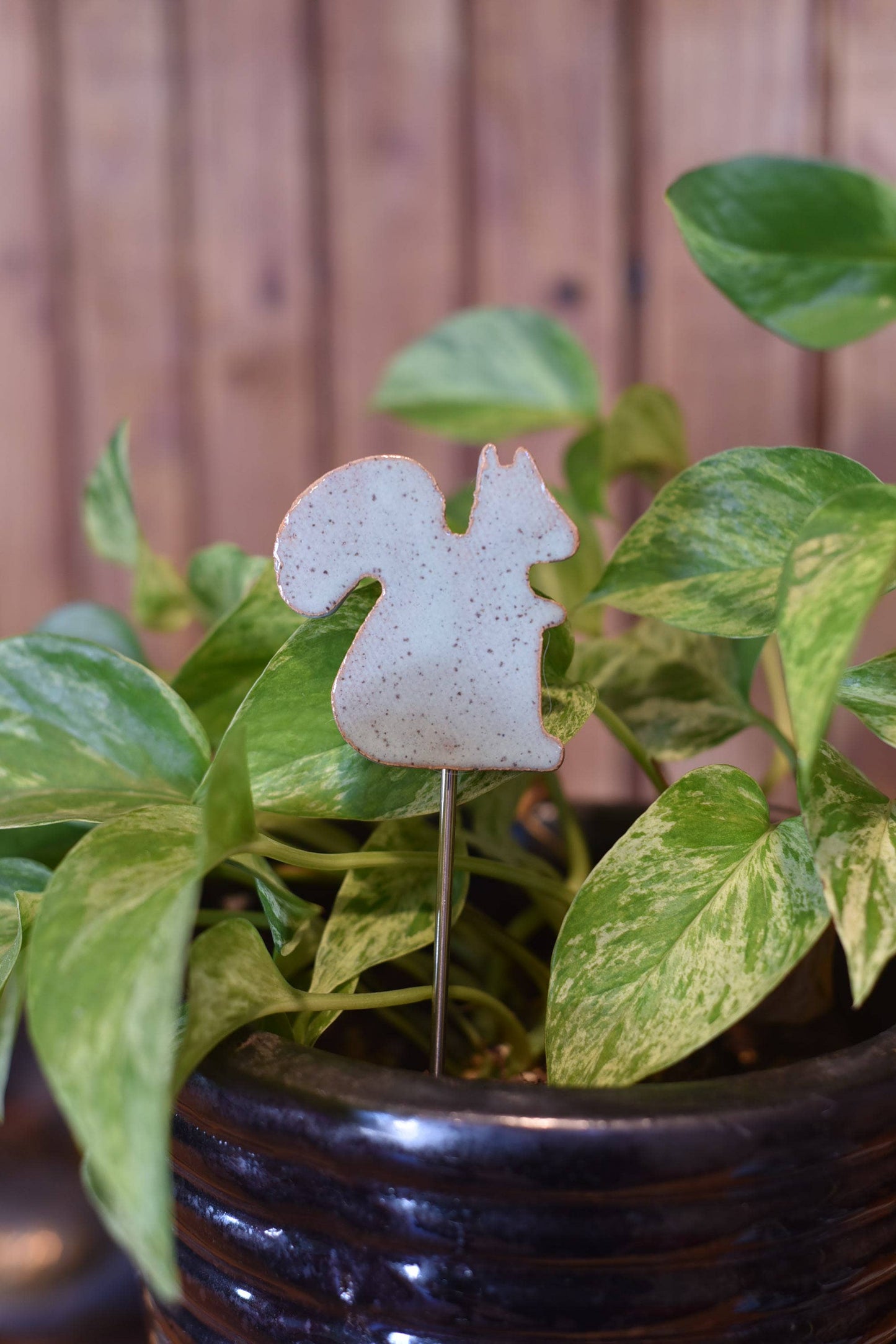 Plant Buddy - Squirrel
