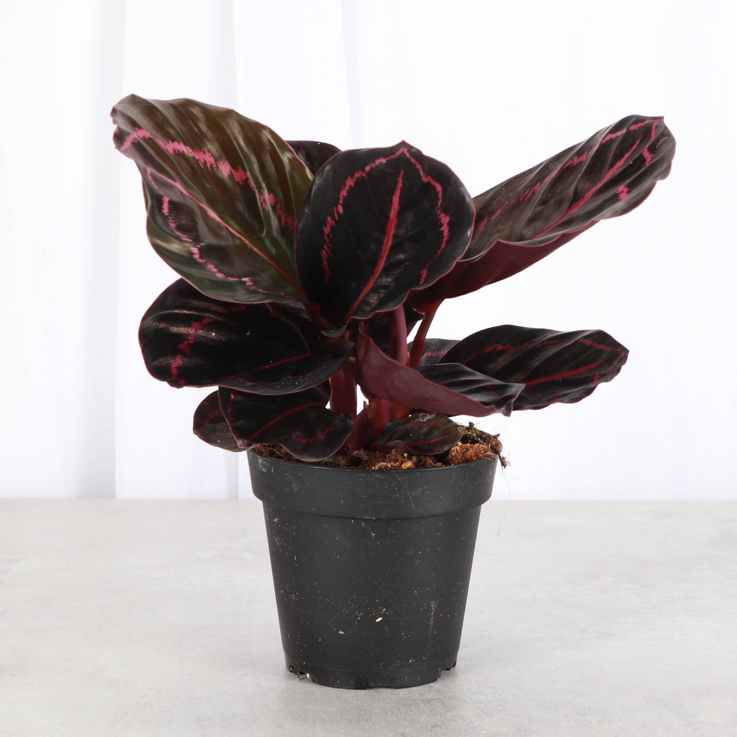 Calathea Dottie