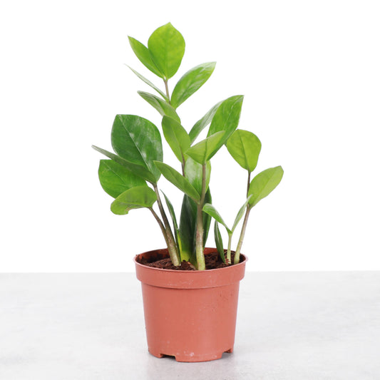 ZZ Plant (Zamioculcas zamiifolia)
