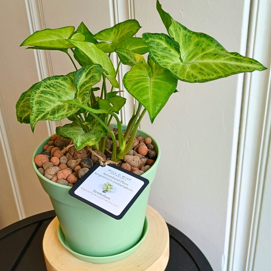 Arrowhead Plant (Syngonium podophyllum)