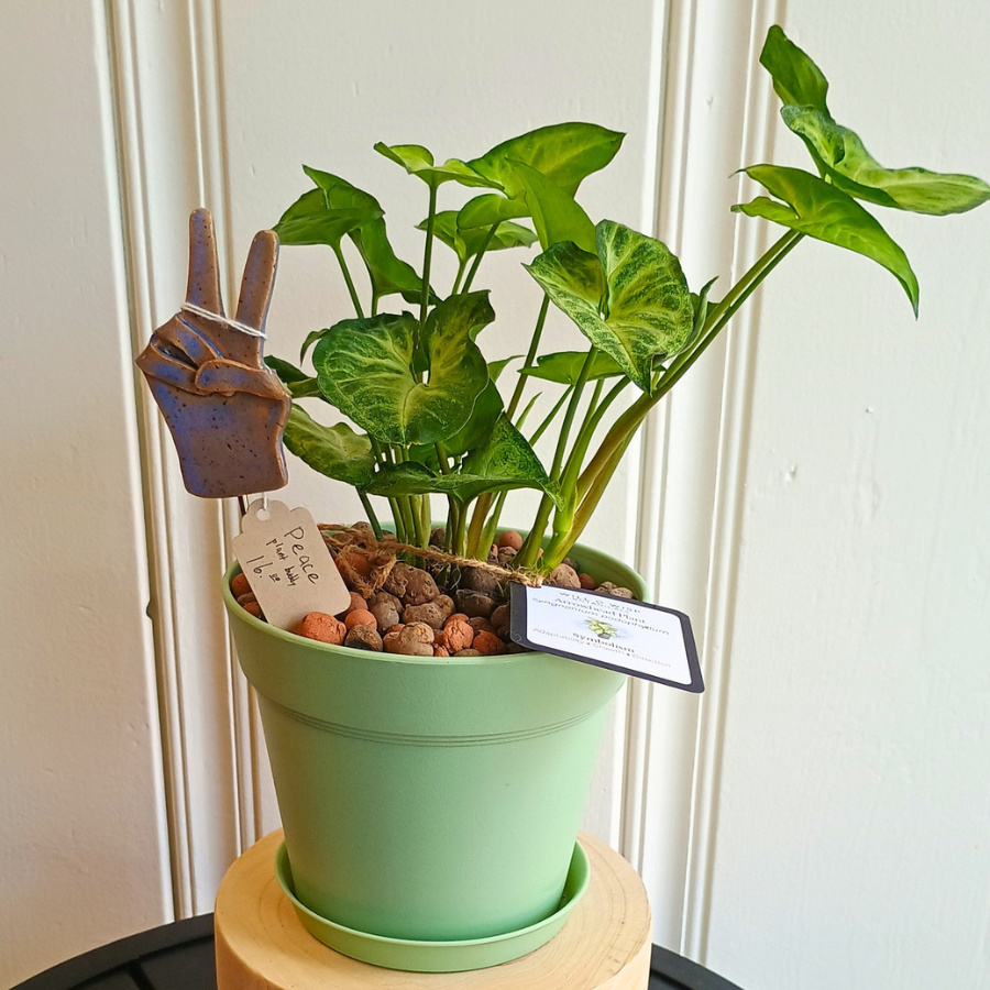 Arrowhead Plant (Syngonium podophyllum)
