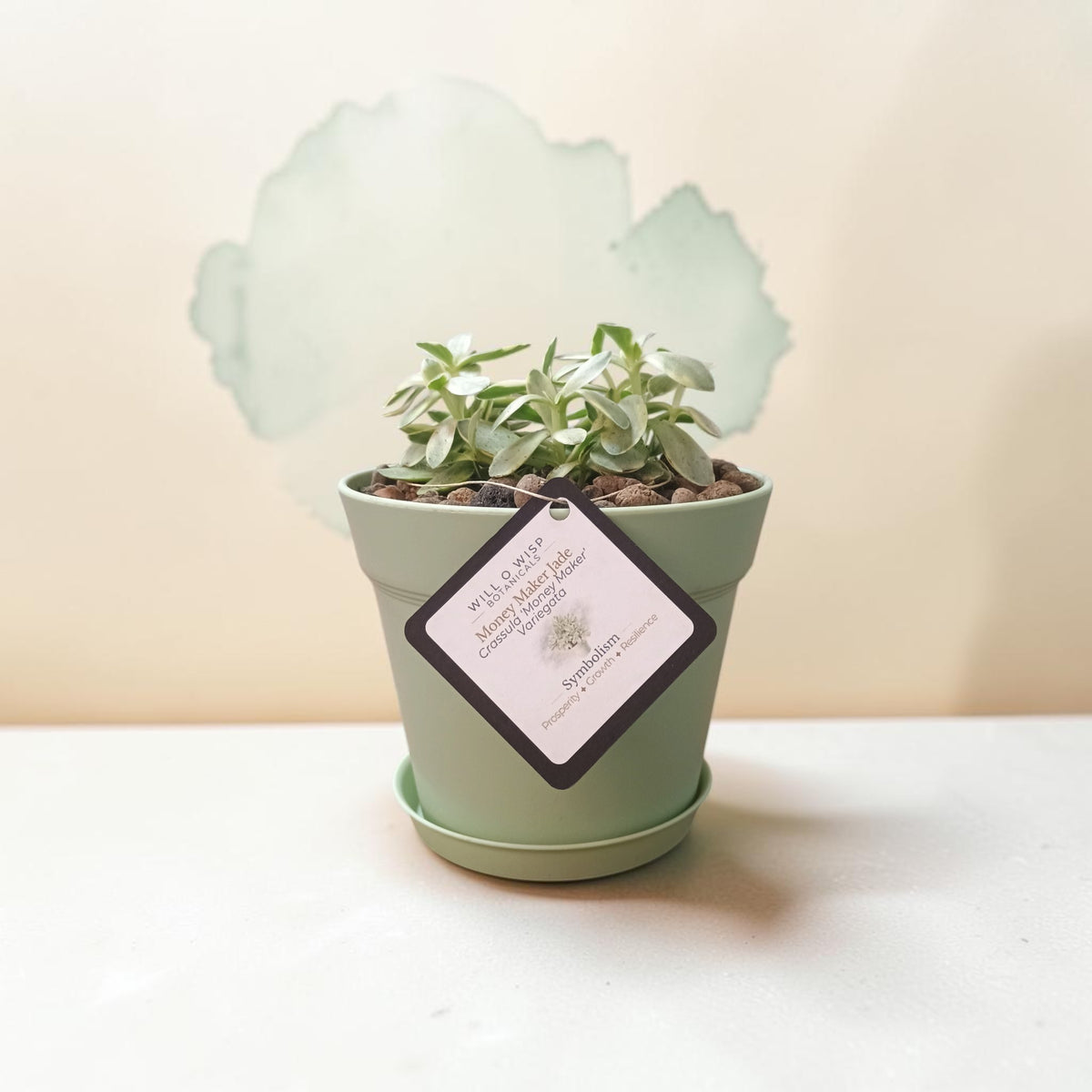 A small potted succulent plant in a light sage green pot with a matching saucer, featuring a hanging product tag on the front, set against a soft beige background with a faint leaf graphic.