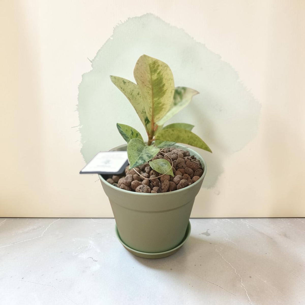 A small potted variegated plant in a light sage green plastic pot with a matching saucer, filled with brown clay pebbles. The plant features green and cream variegated leaves.