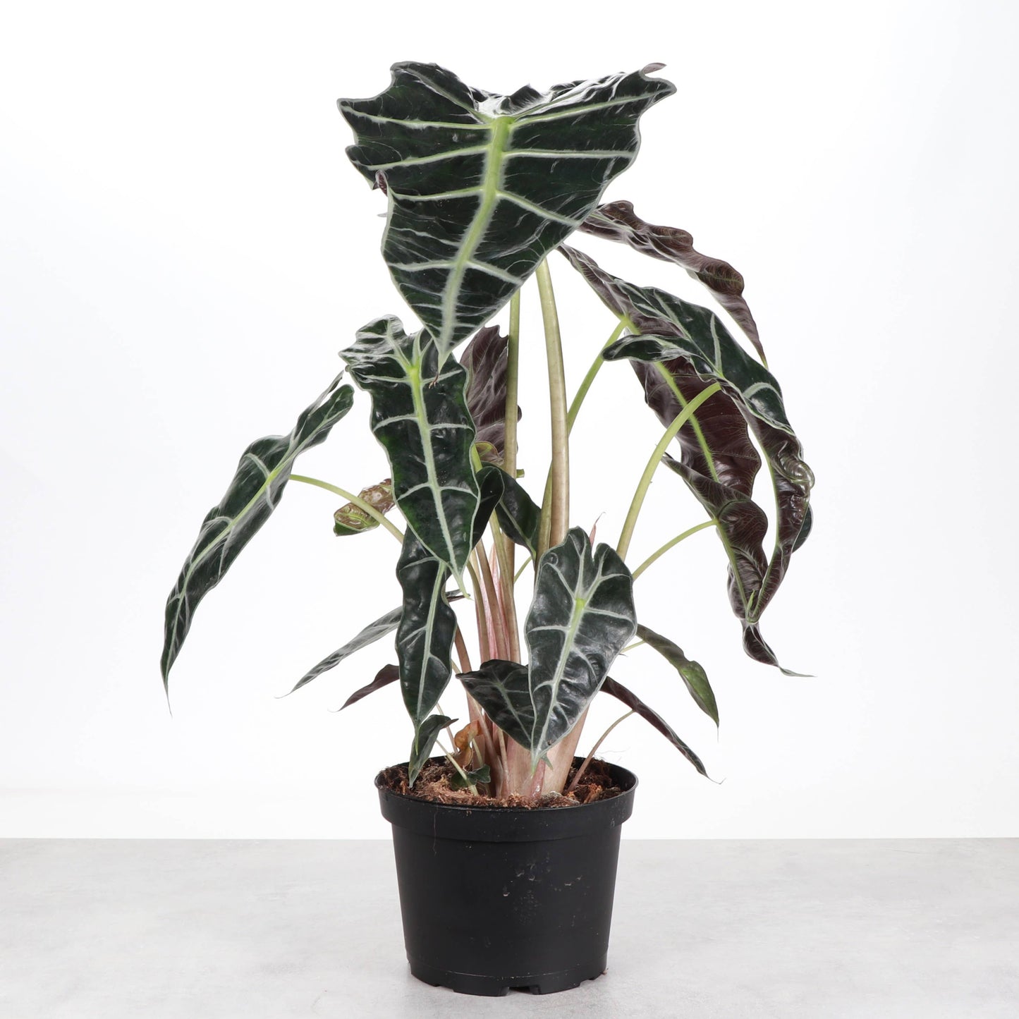 Alocasia Polly
