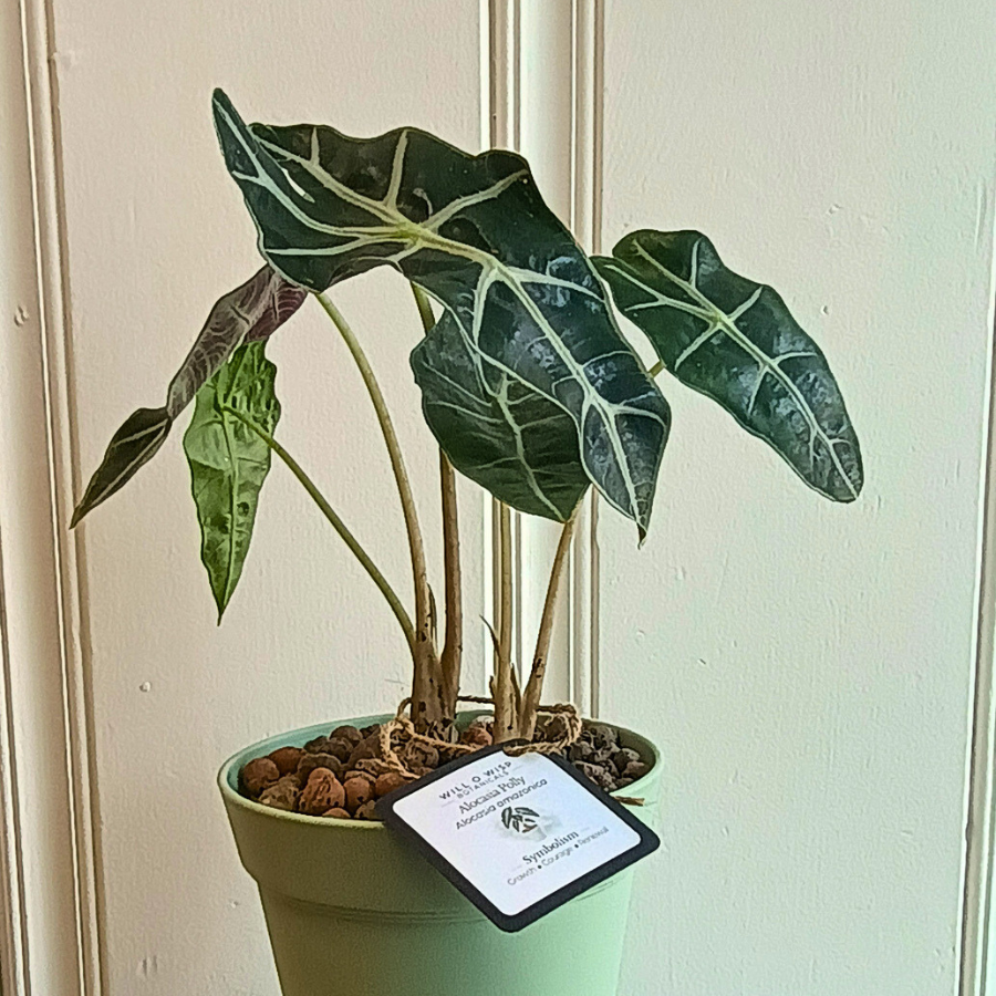 Alocasia Polly