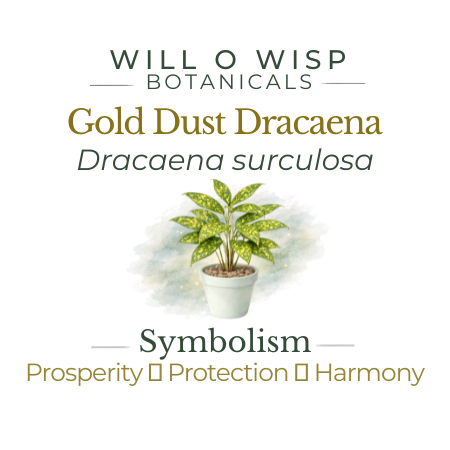 Gold Dust Dracaena