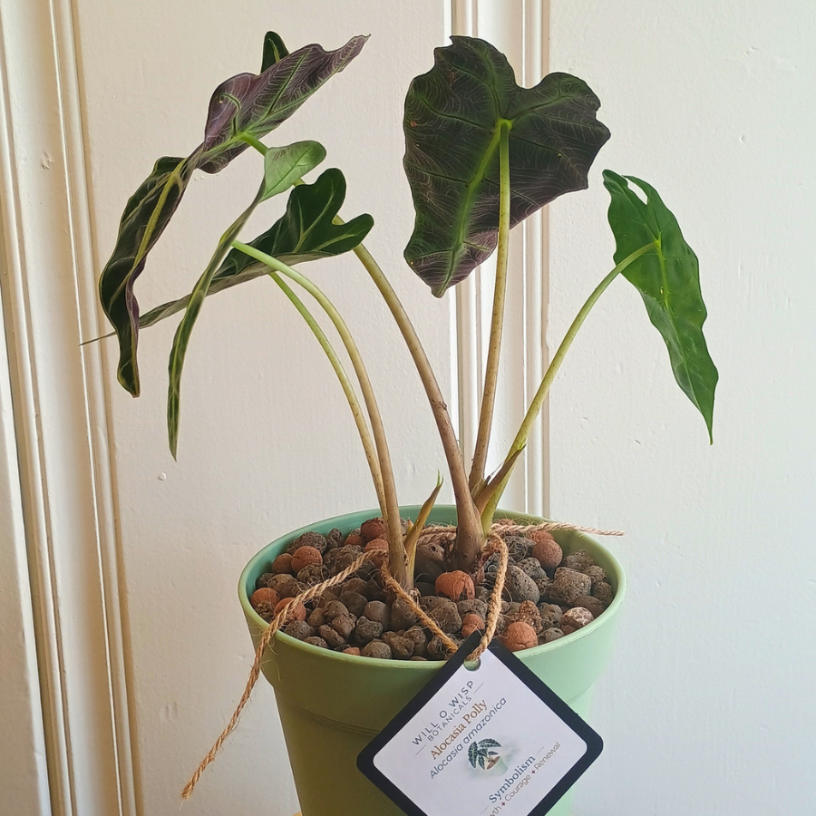 Alocasia Polly