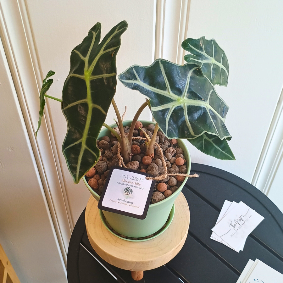 Alocasia Polly
