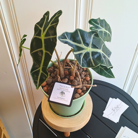Alocasia Polly