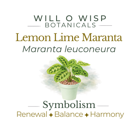 Lemon Lime Maranta