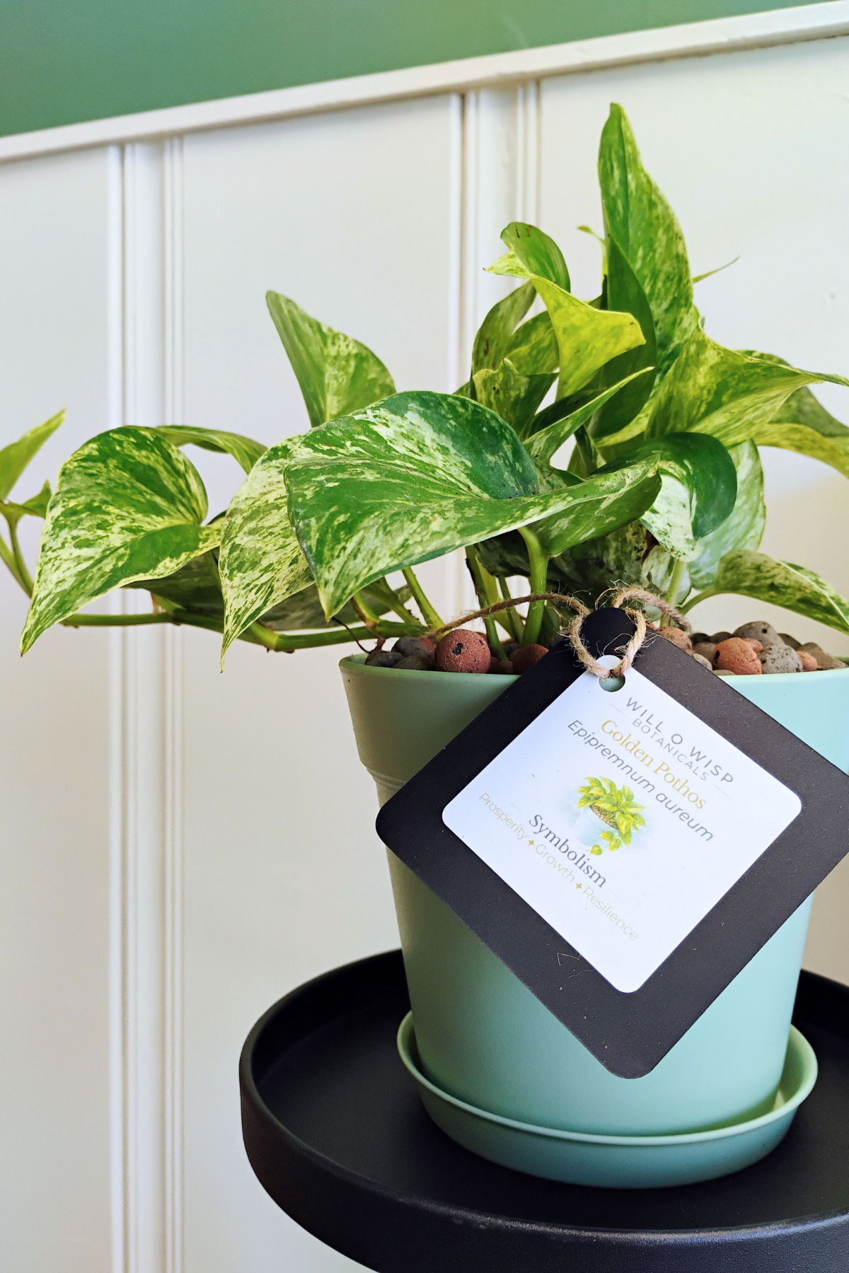 Golden Pothos