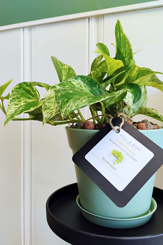 Golden Pothos