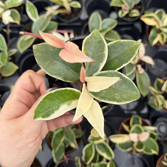Hoya Krimson Queen Tricolor - Wax Plant