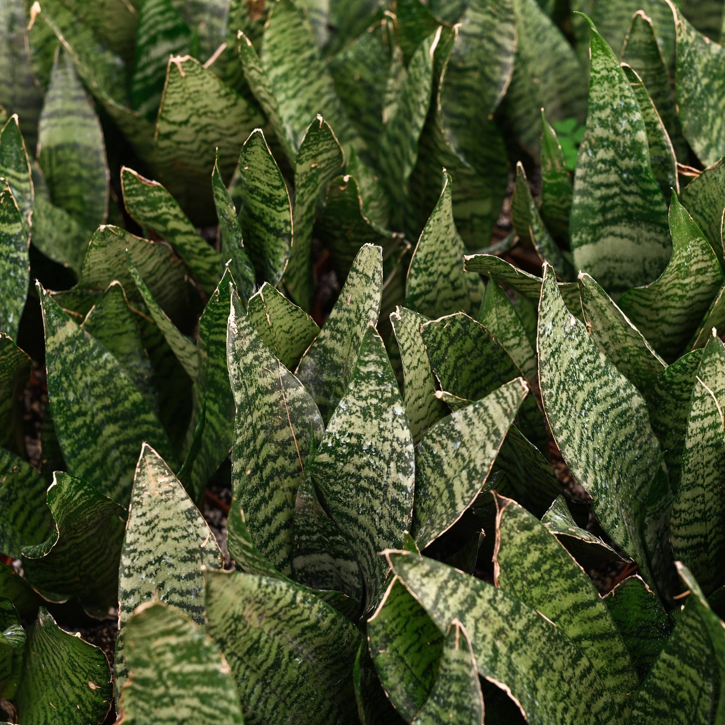 Snake Plant 'Zeylancia'