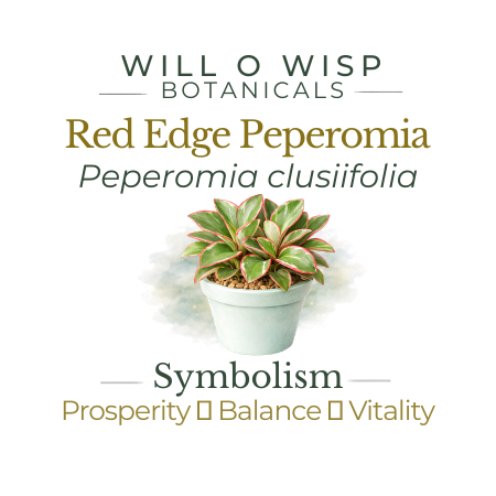 Red Edge Peperomia