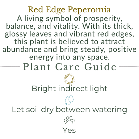 Red Edge Peperomia