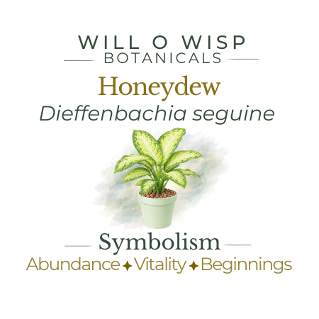 Honeydew