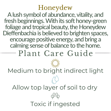 Honeydew
