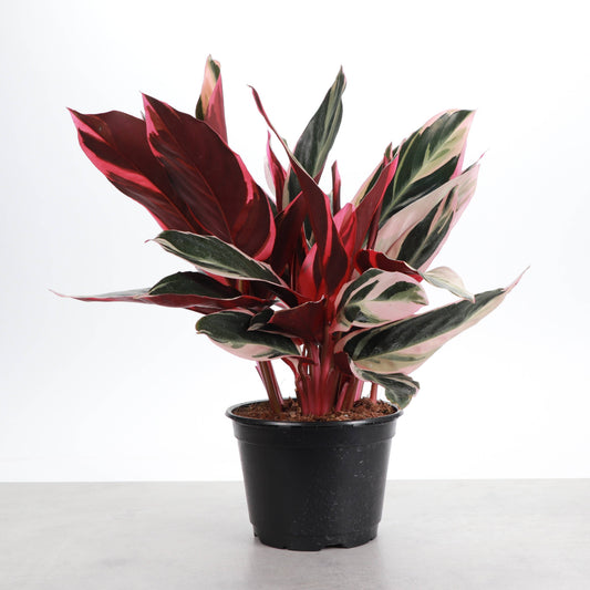 Stromanthe Triostar