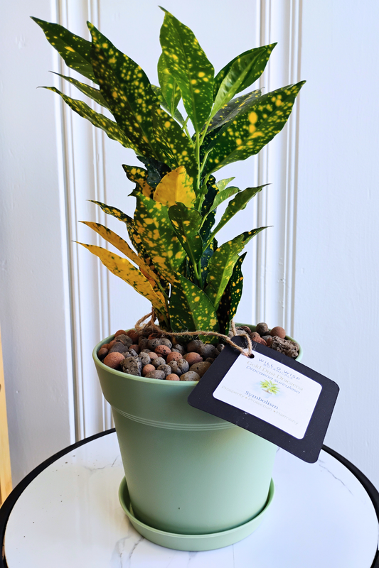 Gold Dust Dracaena