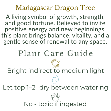 Madagascar Dragon Tree