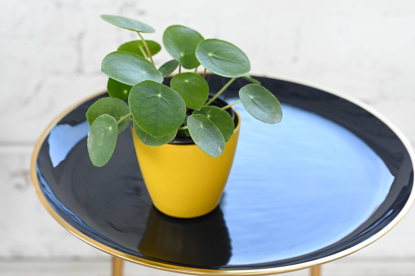 Pilea Peperomioides (Chinese Money Plant)