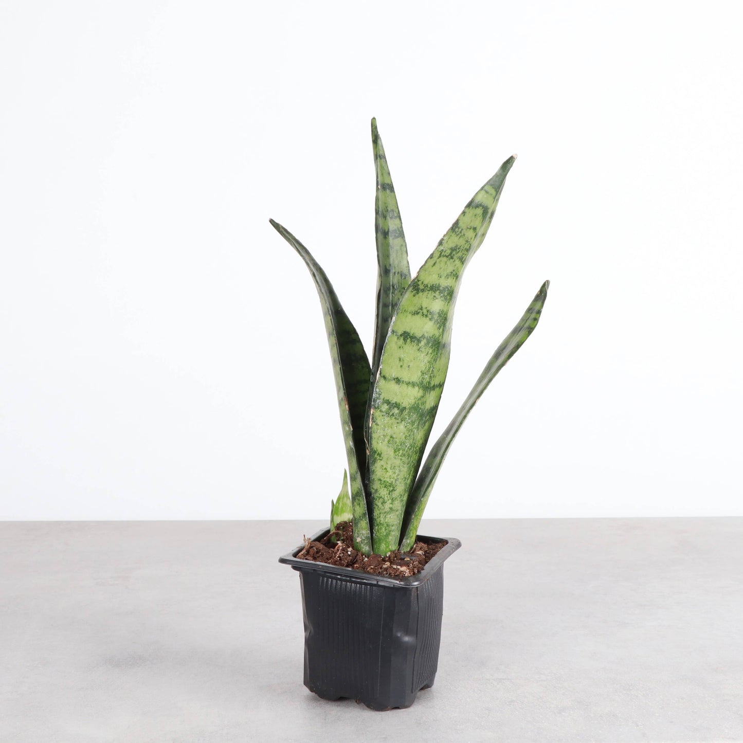 Snake Plant 'Zeylancia'