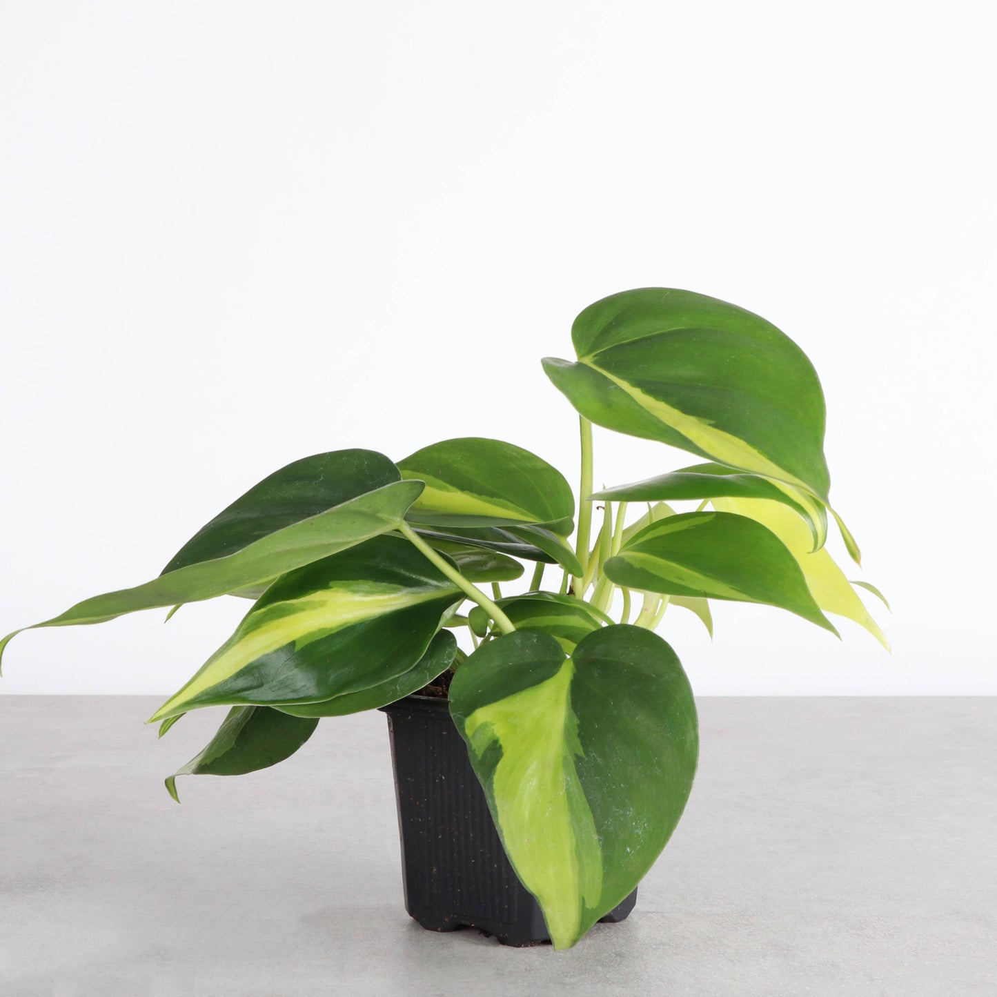 Brazil Philodendron