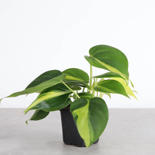 Brazil Philodendron
