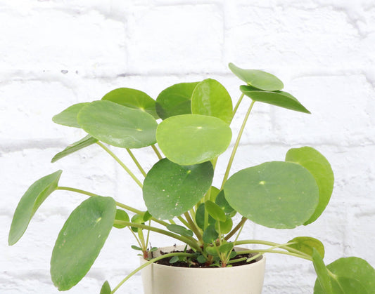 Pilea Peperomioides (Chinese Money Plant)