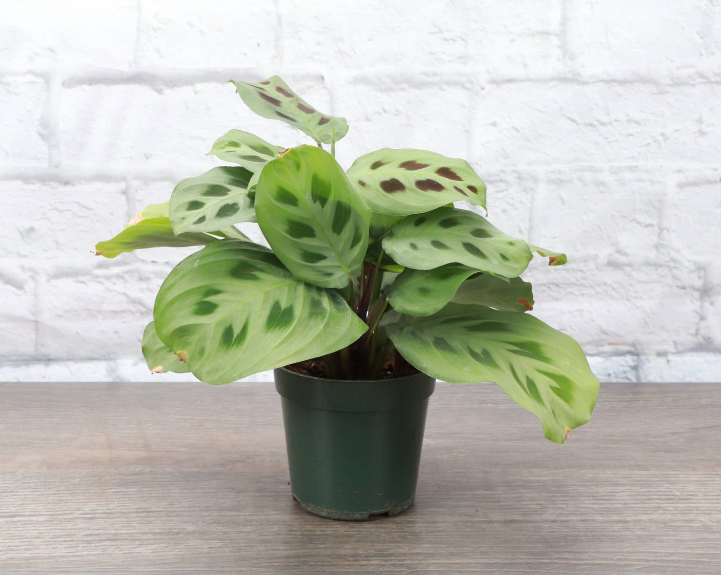 Green Prayer Plant (Maranta leuconeura)