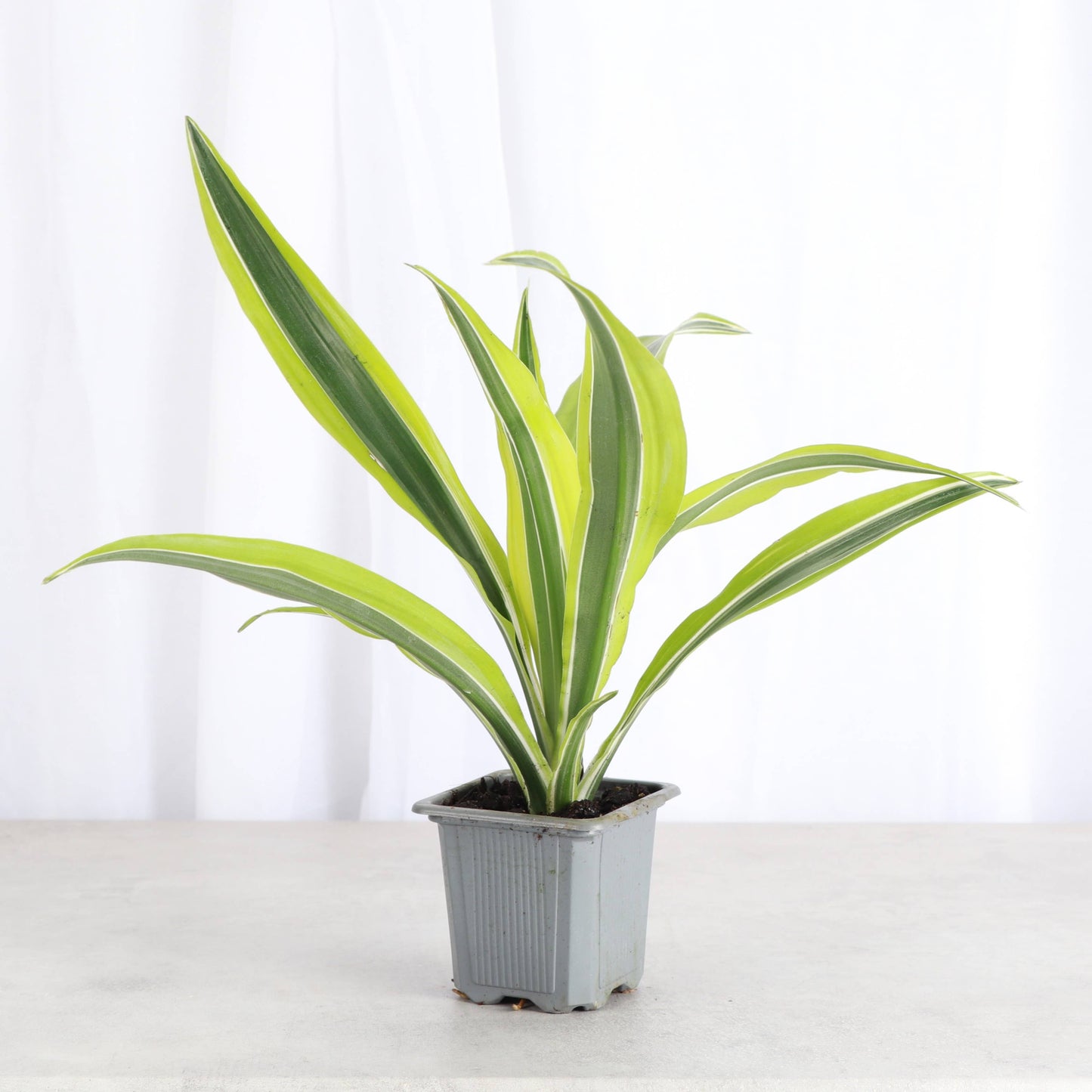 Lemon Lime Dracaena