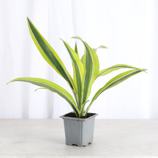 Lemon Lime Dracaena