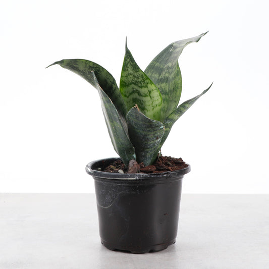 Snake Plant 'Zeylancia'