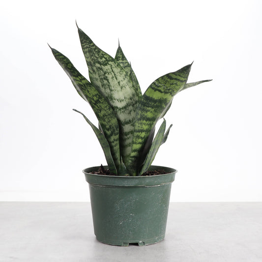 Snake Plant 'Zeylancia'