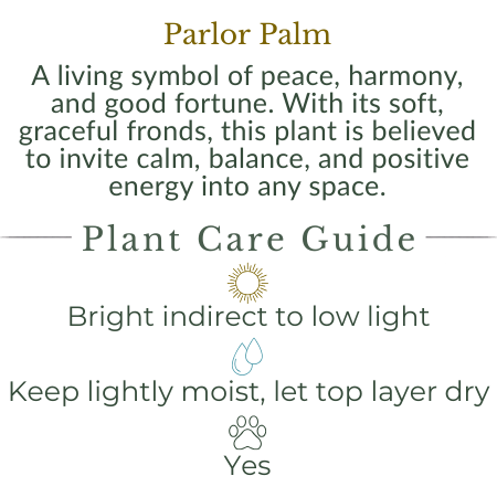 Parlor Palm