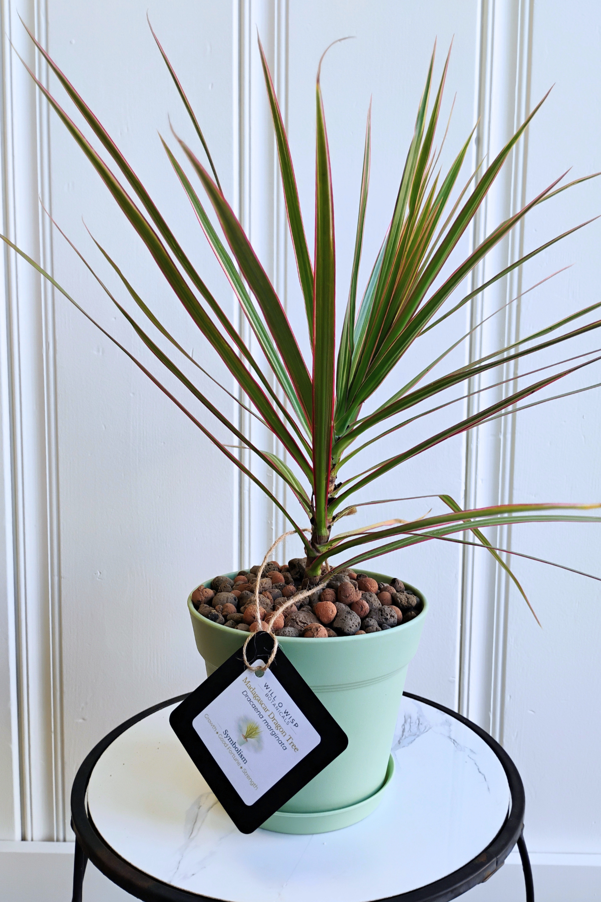 Madagascar Dragon Tree