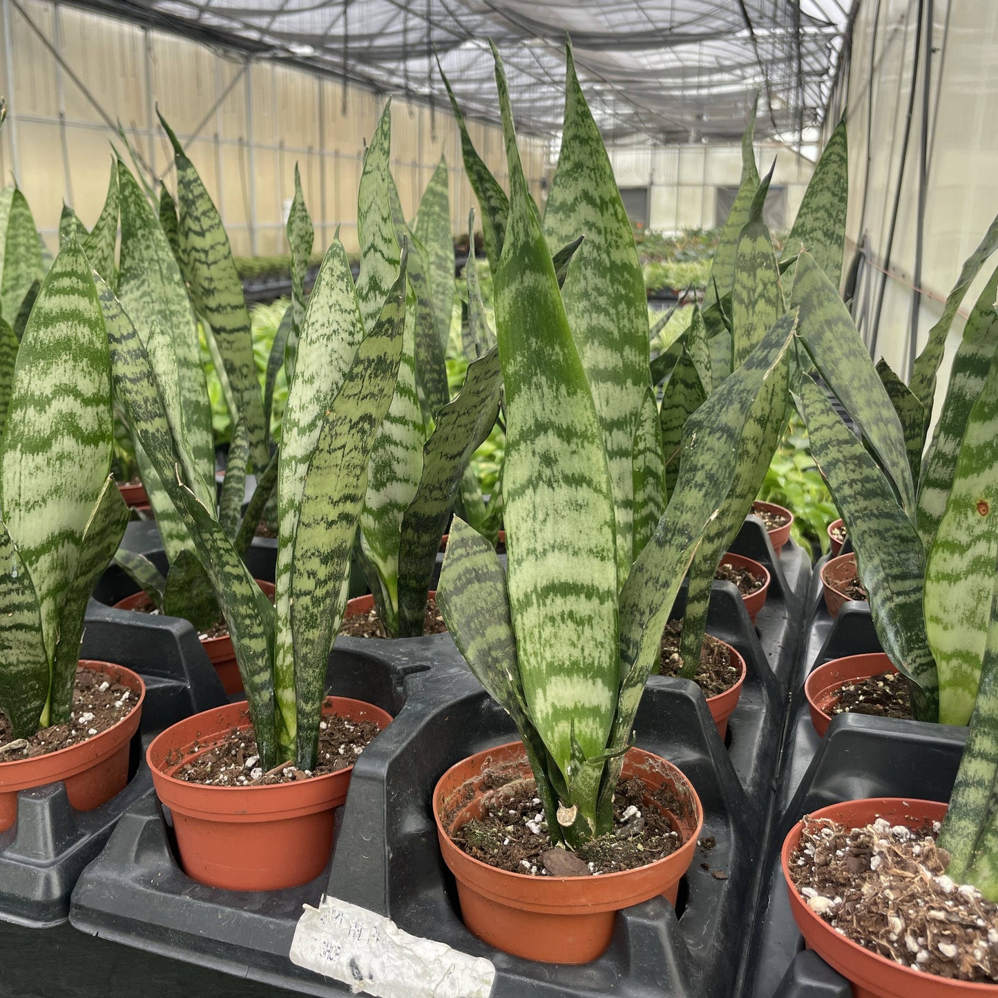 Snake Plant 'Zeylancia'