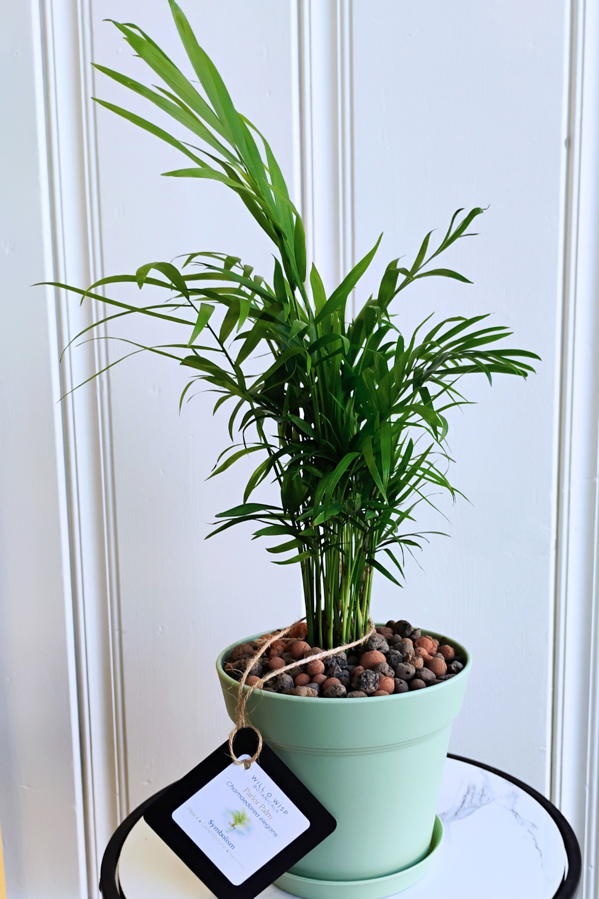 Parlor Palm
