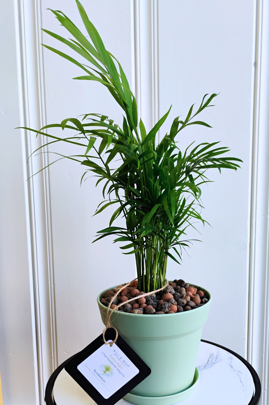 Parlor Palm